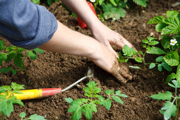 Quand planter ses arbustes à Villenave-d'Ornon ?