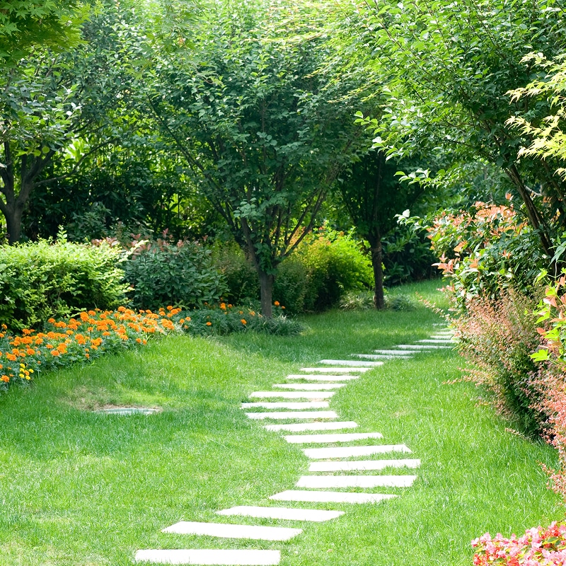 Sentier de jardin : Dalles blanches et massifs de fleurs orange. Sentier de dalles blanches sinuant sur un gazon vert clair. Jardin luxuriant bordé d'arbres et de massifs de fleurs orange.