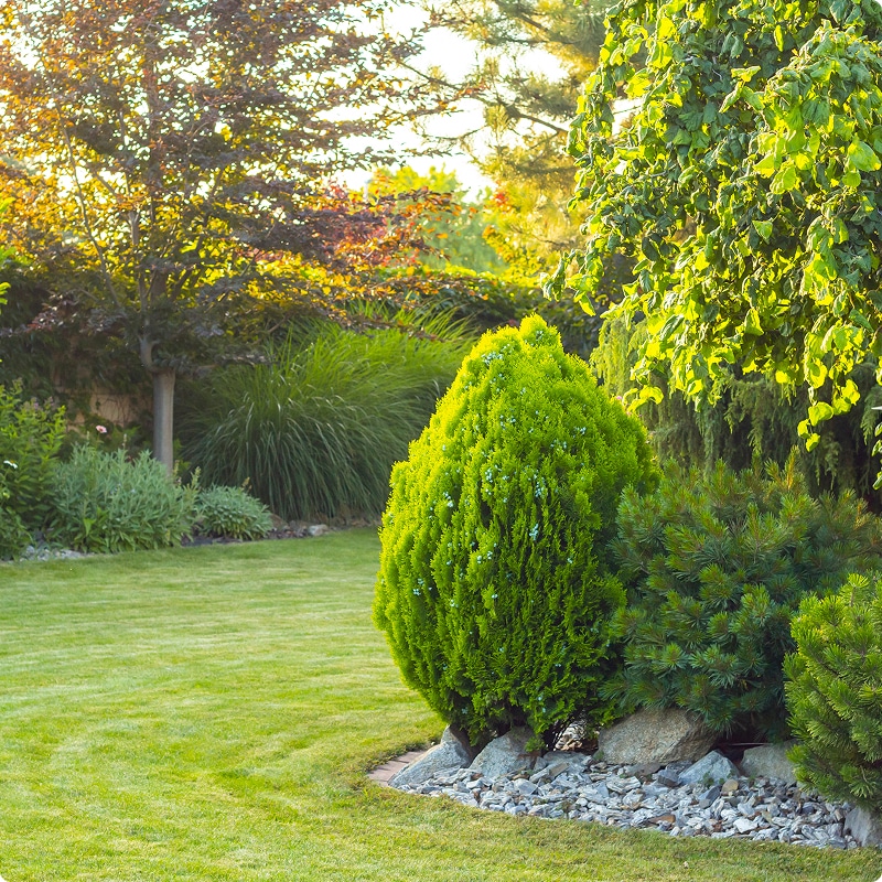 Jardin paysager : pelouse verte et arbustes au soleil. Magnifique jardin aménagé. Pelouse verte et conifère citron central, bordure de roches, arbres éclairés par le soleil couchant.