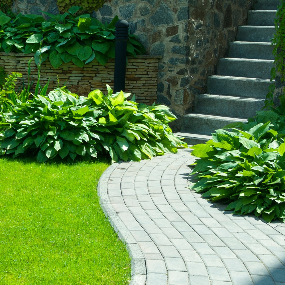 Sentier pavé de jardin : aménagement paysager et hostas verts. Sentier pavé courbé menant à des escaliers en pierre, entouré d'une pelouse vibrante et de grands massifs d'hostas verts luxuriants.