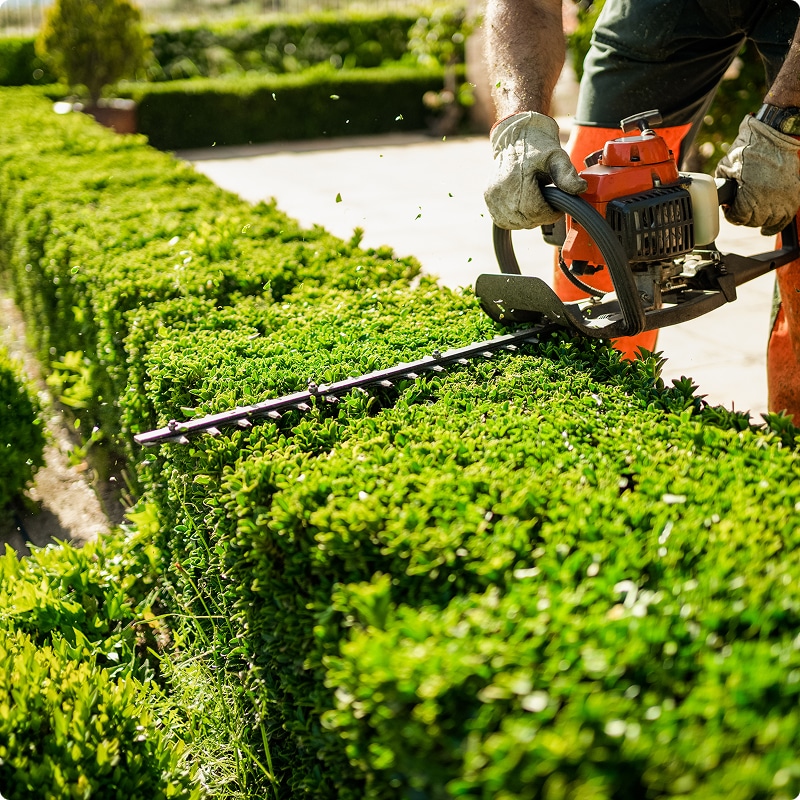 Taille-haie thermique : Entretien de haie de buis réussi. Jardinier taillant une haie de buis dense avec un taille-haie thermique. Gants de travail et éclats de feuilles sous le soleil.